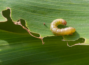 armyworm in wisconsin
